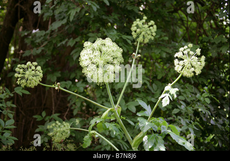 Ältere oder Goutweed Aegopodium Podagraria Apiaceae gemahlen Stockfoto