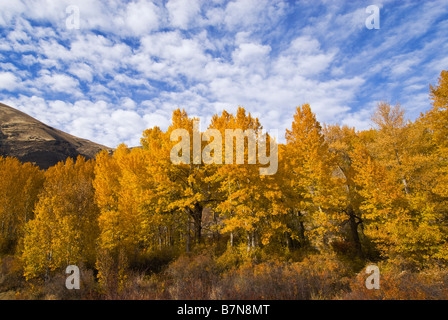 Pappeln im Yakima River Canyon In den USA Herbst Central Washington State Stockfoto