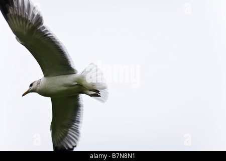 Möwe im Flug Venice Beach Los Angeles County California Vereinigten Staaten von Amerika Stockfoto