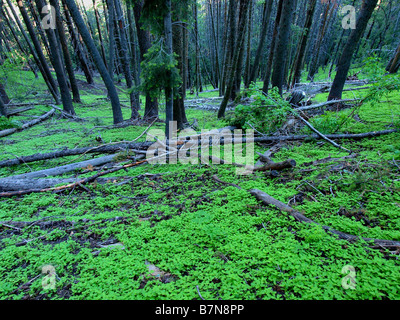 Intensiv üppig bewaldeten Gebiet mit Bodendecker und Bäume im Weitwinkel bei Millcreek Canyon in der Nähe von Salt Lake City in Utah gedreht. Stockfoto