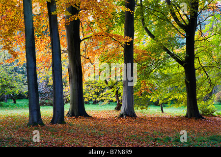 Jennys gehen Thorp Perrow Arboretum Bedale Yorkshire England Stockfoto