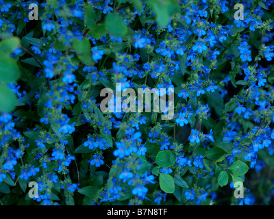 Kleine blaue Wildblumen auf Reben in den Wäldern von Utah. Stockfoto