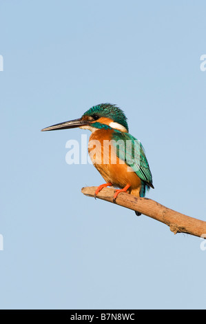 Alcedo atthis. Gemeinsame Europäische Kingfisher thront auf einem Stick über einen Brunnen in der indischen Landschaft. Andhra Pradesh, Indien Stockfoto