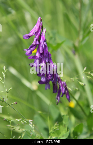 Getuftete Wicke, Vogel-Wicke, Kuh-Wicke oder Tinegrass, Vicia Cracca, Fabaceae Stockfoto