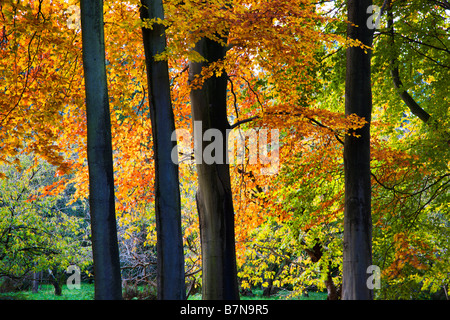 Jennys gehen Thorp Perrow Arboretum Bedale Yorkshire England Stockfoto