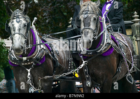 Zugpferde in voller Zier-Gurt. Stockfoto