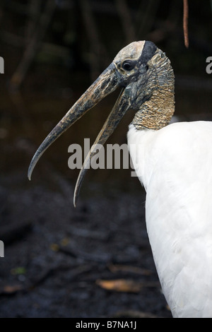 Holz-Storch (Mycteria Americana), Florida, USA Stockfoto