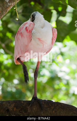 Rosige Löffler (Platalea Ajaja) schlafen thront auf einem Bein im Baum, Florida, USA Stockfoto