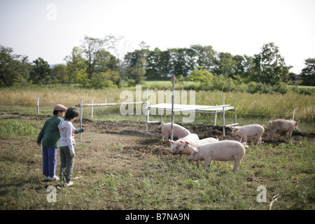 Schweine und Knaben in der farm Stockfoto