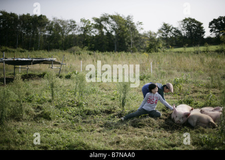 Schweine und Knaben in der farm Stockfoto