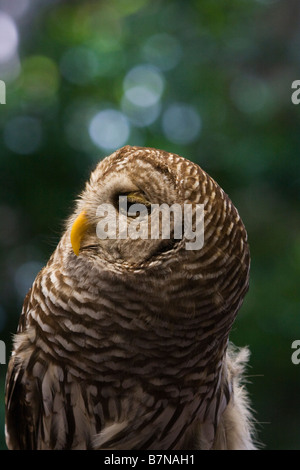 Kanincheneule (Athene Cunicularia), Florida, USA Stockfoto