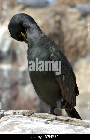 Shag (Phalacrocorax Aristotelis) seine Federn putzen. Stockfoto