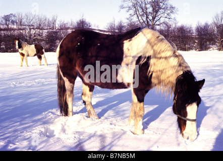 Pieball Pferde im Schnee Stockfoto