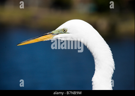 Kopf eines großen weißen Reiher (Ardea Alba), Gatorland, Orange Blossom Trail, Orlando, Florida, USA Stockfoto