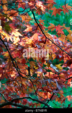 Orange farbigen Acer Palmatum Herbstblätter fallen herbstlichen Farbe Farbe Stockfoto