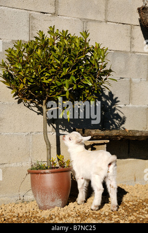 Stock Foto von einem Saanen Kind beäugte einen ziemlich lecker aussehende Lorbeerbaum Stockfoto