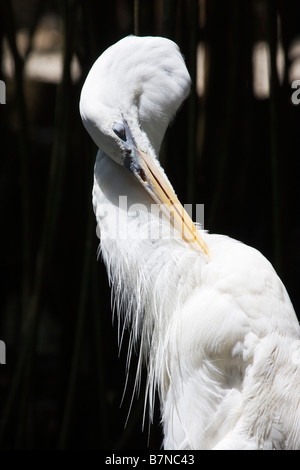 Silberreiher (Ardea Alba) putzen, Florida, USA Stockfoto