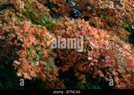 gelb orange farbigen Acer Palmatum Baum Herbst herbstliche Farbe Farbe fallen kleine Stockfoto