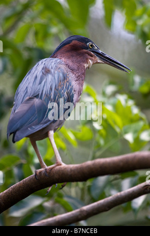 Grün-Heron (Butorides Virescens) thront im Baum, Florida, USA Stockfoto