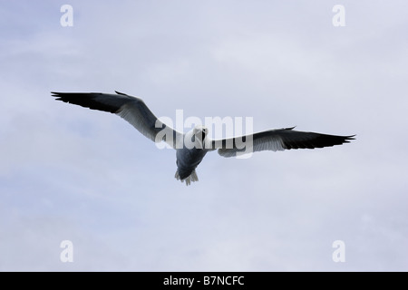 Fliegende Gannet Anrufe nur vor dem Tauchen in das Meer für Fische Stockfoto