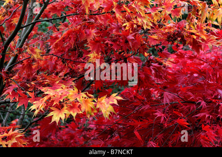 Orange gelb und feurige rote farbige Acer Palmatum Blätter Blatt Herbst herbstliche Herbst Farbe Farbe Baum Bäume Stockfoto