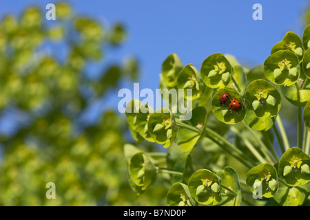 2 sieben Marienkäfer in Euphorbia Coccinella 7 Trommler vor Ort Stockfoto