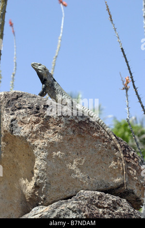 Sonora Langusten-tailed Leguan Ctenosaura Macrolopha Arizona-Sonora Desert Museum Tucson Arizona USA 6 April Stockfoto