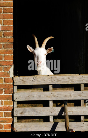 Stock Foto von einem weißen Saanen Ziege in der Tür einer alten Scheune Stockfoto