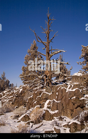 Uralte Wacholderbäume wachsen aus einem Lavastrom nach einem Schneesturm Januar in die Badlands Wilderness Area central Oregon in der Nähe von Bend, Oregon. Stockfoto