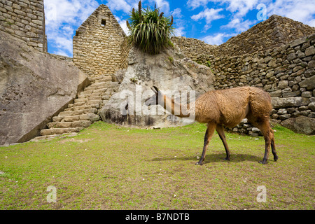 Lamas in Machu Picchu Stockfoto