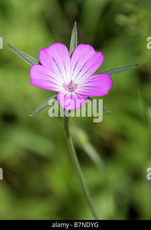 Mais Cockle, Agrostemma umbellatum, Caryophyllaceae Stockfoto