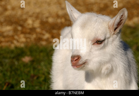 Stock Foto einer weißen Baby-Saanen-Ziege Stockfoto