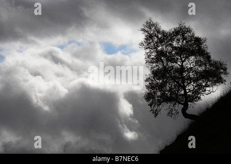 Silhouette der kleinen Baum an steilen Hang gegen dunkle graue Wolken in Perthshire Schottland Stockfoto