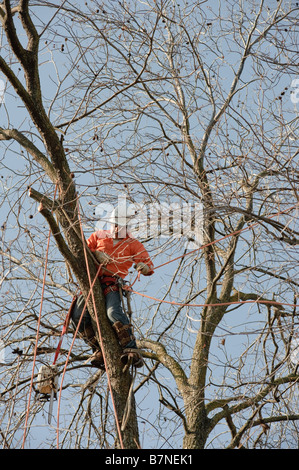 Waldarbeiter Fällen einen Baum Stockfoto