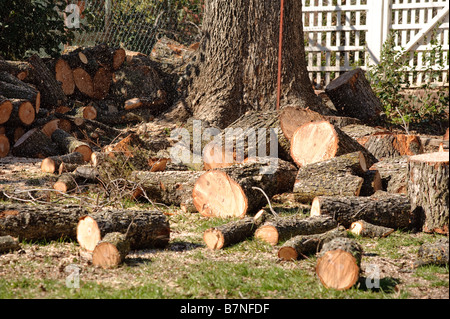 Waldarbeiter Fällen einen Baum Stockfoto