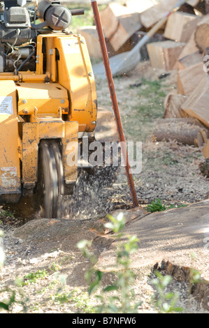 Stubbenfräse verwendet, um nach dem Baum entfernen Baumstümpfe entfernen Stockfoto