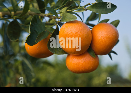 Reife Mandarinen "Clementine" auf Ast Stockfoto