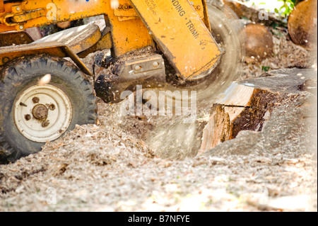 Stubbenfräse verwendet, um nach dem Baum entfernen Baumstümpfe entfernen Stockfoto