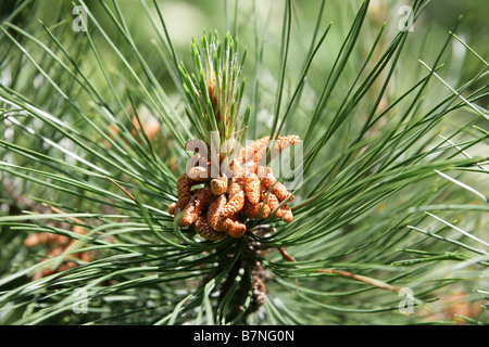 Coulter-Kiefer oder großen Kegel-Kiefer, Pinus Coulteri, Tannenbäumen Stockfoto