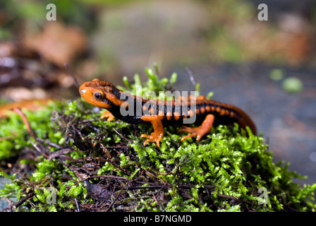 Krokodil Newt (Tylototriton Shanjing) in der Provinz Sichuan, China. Stockfoto