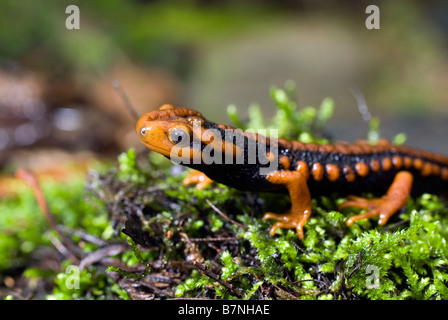 Krokodil Newt (Tylototriton Shanjing) in der Provinz Sichuan, China. Stockfoto