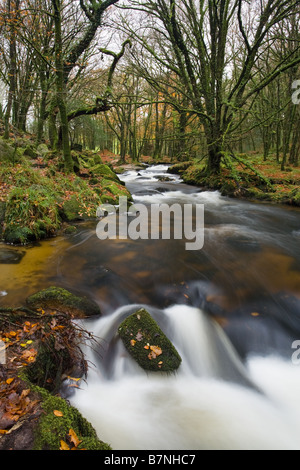 Fluss Fowey Golitha fällt im Herbst Cornwall England UK Stockfoto