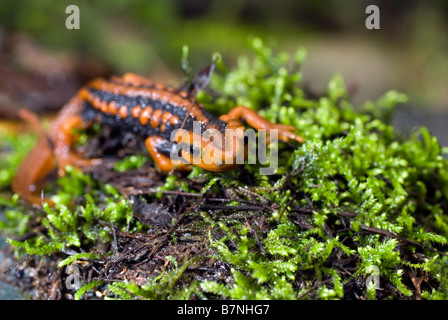 Krokodil Newt (Tylototriton Shanjing) in der Provinz Sichuan, China. Stockfoto