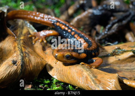 Krokodil Newt (Tylototriton Shanjing) in der Provinz Sichuan, China. Stockfoto