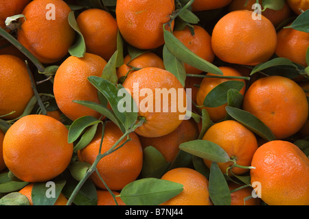 Geernteten Mandarinen "Murcott" Sorte. Stockfoto