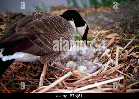 Kanadagans (Branta Canadensis) Prüfung seinen Eiern auf ein Nest auf dem Boden entlang der Wasserkante Stockfoto