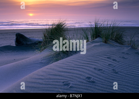 Sonnenuntergang an der Gold Bluffs Beach Prairie Creek Redwoods State Park Humboldt County Kalifornien Stockfoto