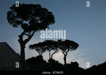 Italienische Pinien auf der Insel Capri, Italien. Stockfoto