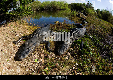 Amerikanischer Alligator Alligator Mississippiensis Aalen in der Sonne in Florida Everglades Nationalpark Stockfoto