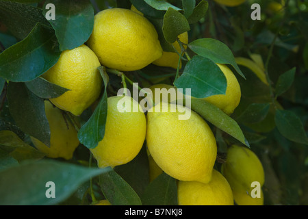 Reife Zitronen "Lissabon" Vielfalt hängen an Zweig Stockfoto